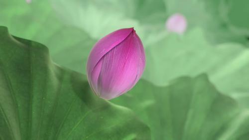 泡财经
