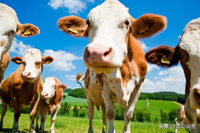 福成股份牛肉产能加速扩张，公司规模有望倍增