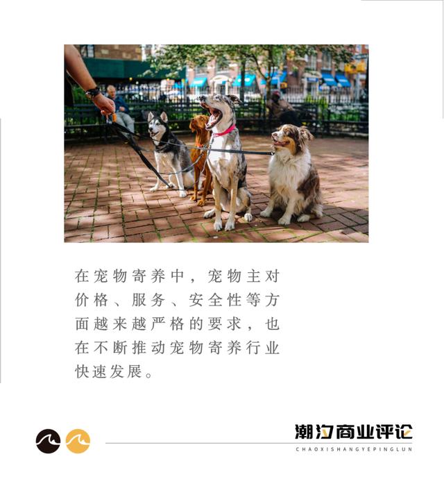 铲屎官们放假后,猫咪该何去何从?