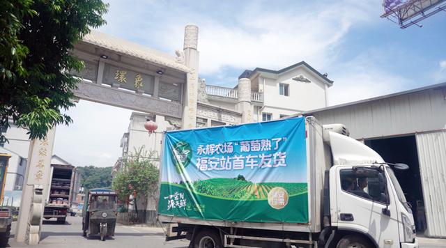 永辉自有品牌“永辉农场”福安葡萄上新,持续挖掘地域性生鲜名品