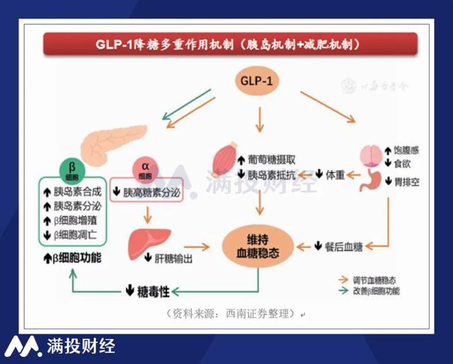 GLP-1赛道受到高度关注,原来减肥药真的不是智商税吗?