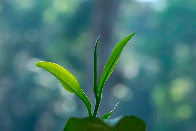 澜沧古茶在港交所招股:IPO募资金额缩水五成,毛利率下滑