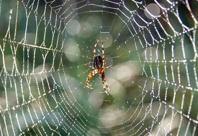 安佑生物IPO再次失败:毛利率、产能利用率均下滑,洪平家族控股