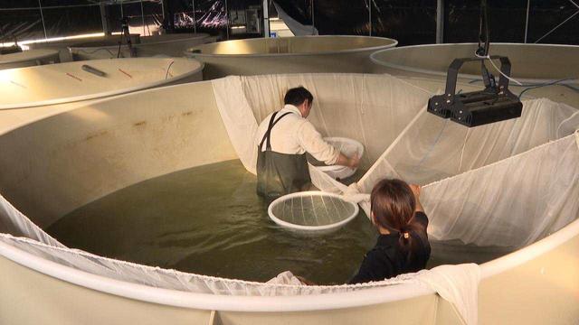 167个项目！嘉兴现代农业发展增添“硬支撑”