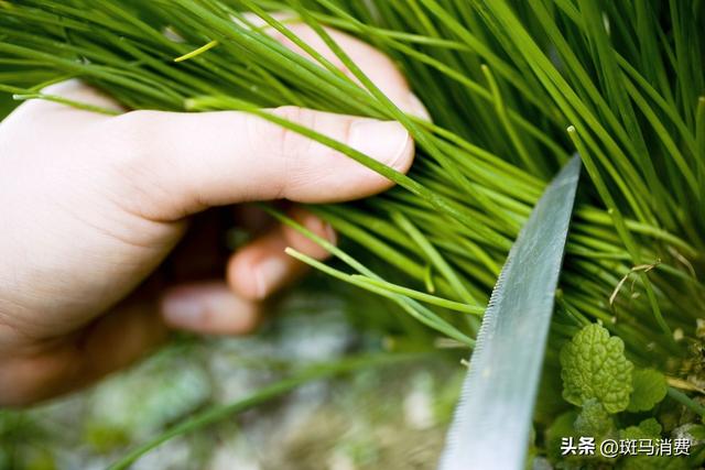 紫天科技,凶多吉少