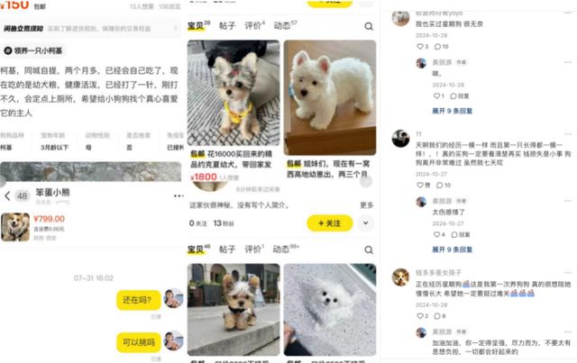博主卖星期狗，网友维权直接被拉黑，谁来管活体宠物市场老大难
