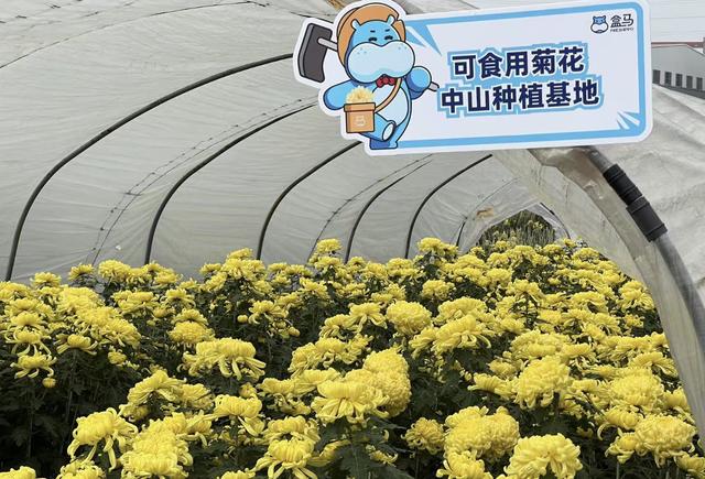 中山菊花一“花”难求,上架盒马一天爆卖三千盒