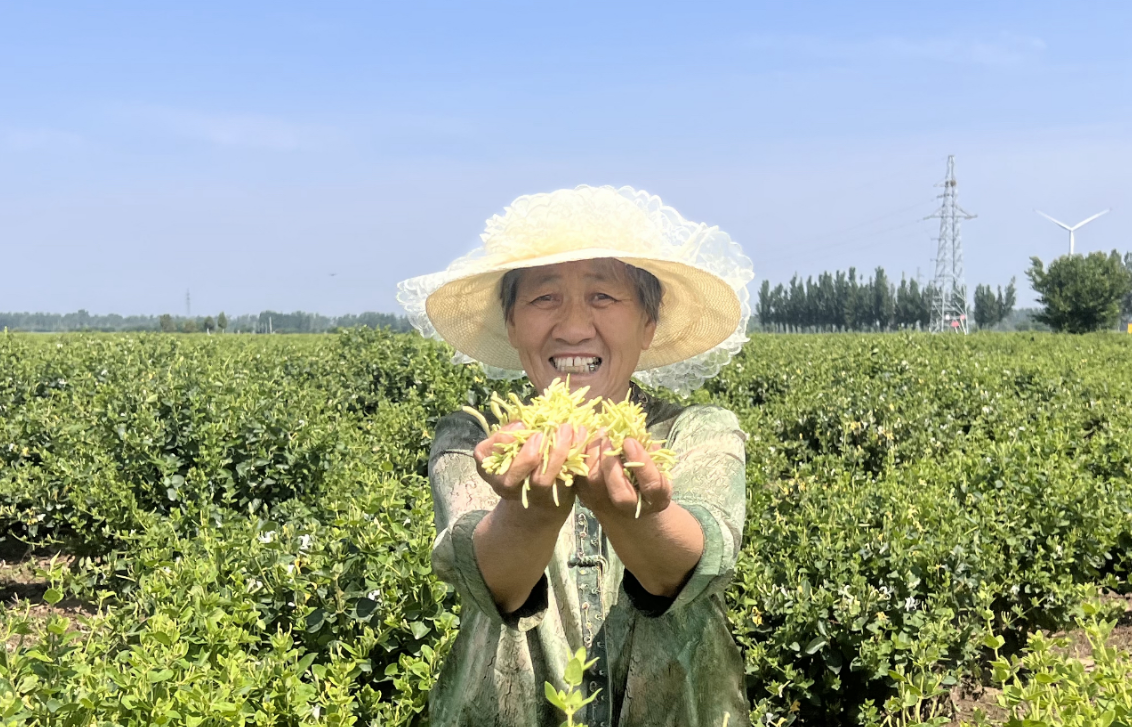 连花清瘟的“花”是什么花？以岭药业3100亩金银花开出富民良方