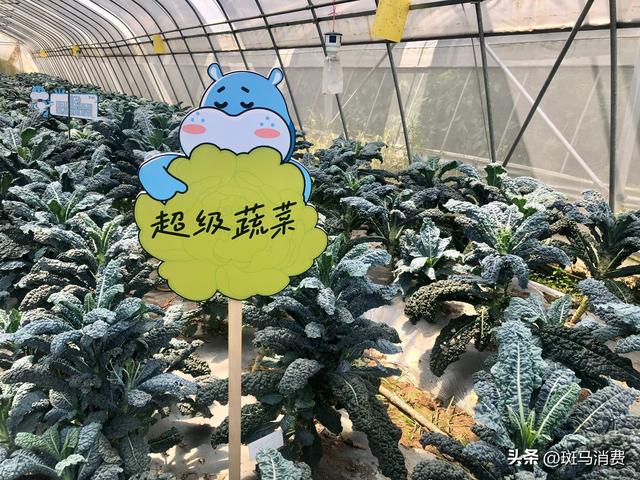 古东管家