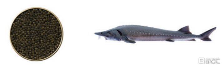 鲟龙科技港股IPO,为全球最大的鱼子酱企业,依赖海外市场