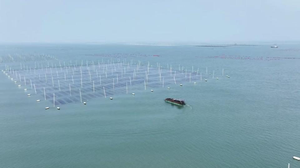 拼多多“千亿扶持”助力做强赣榆紫菜产业 家门口的“妈妈岗”成乡村振兴温柔力量