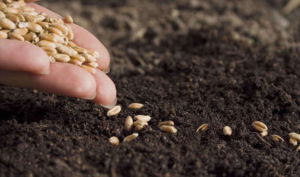 正大种业冲刺北交所IPO，经销收入真实性及募投项目合理性被重点问询