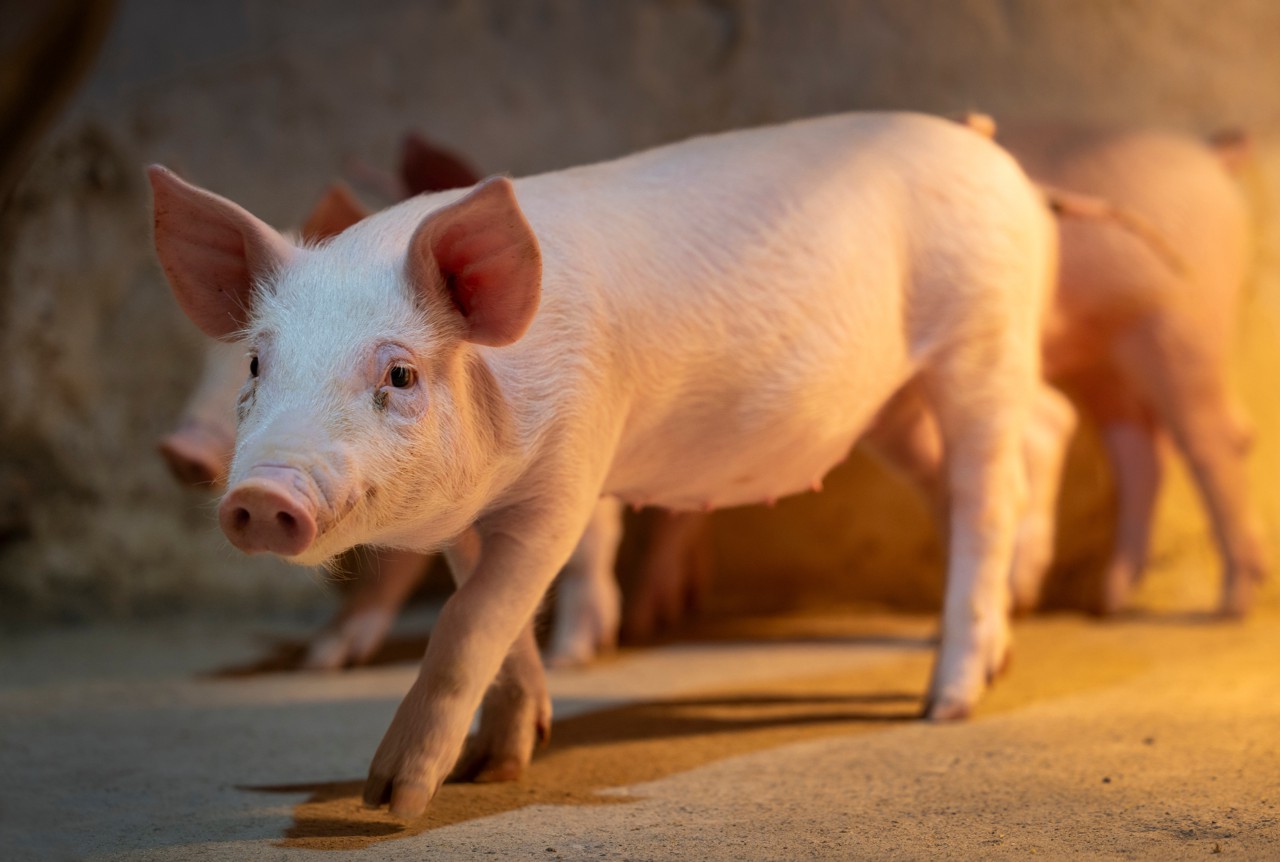 猪价乍暖还寒，新希望去年净利预亏超15亿元