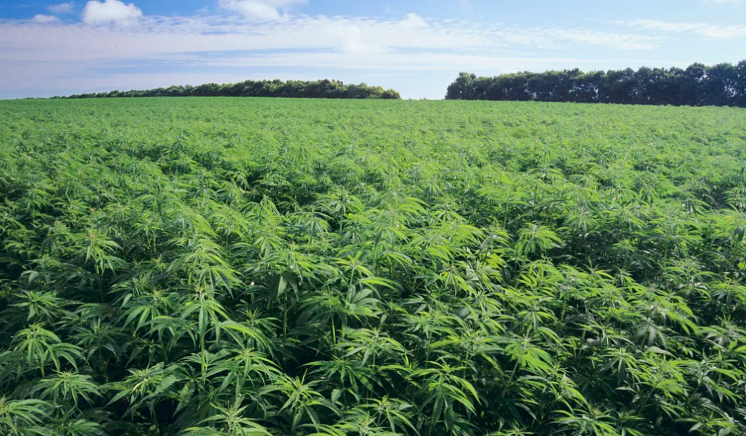 炸裂!曾经的“国民奶粉”,竟然押注工业大麻,起诉大麻种植公司还被反诉