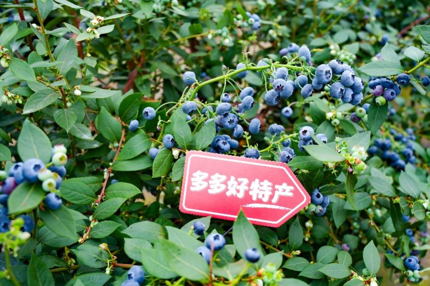 拼多多发布2025全年财报，“千亿扶持”投入一周年，全面加码供应链升级再造