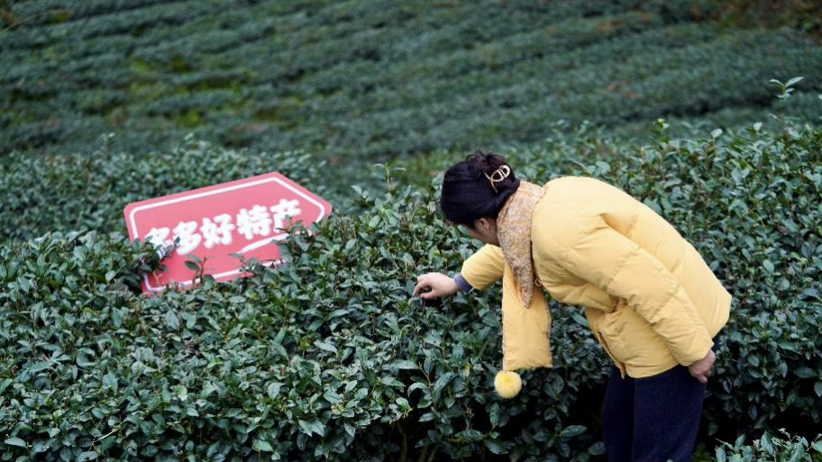 拼多多发布Q1财报,新拼姆业务稳步推进,全方位赋能供应链迈向品牌化