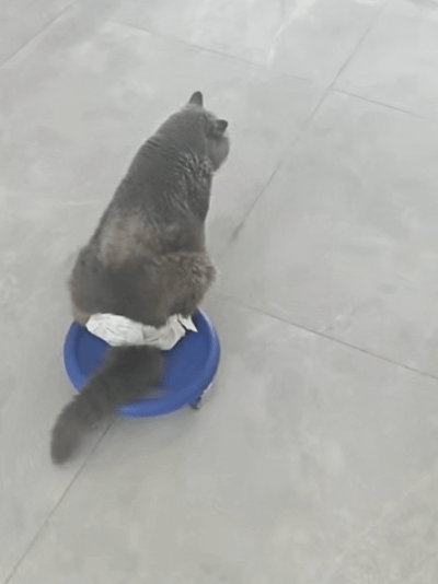 千只猫咪“集体瘫痪”之谜：猫粮成最大嫌疑，部分可致残因素未纳入强制检测