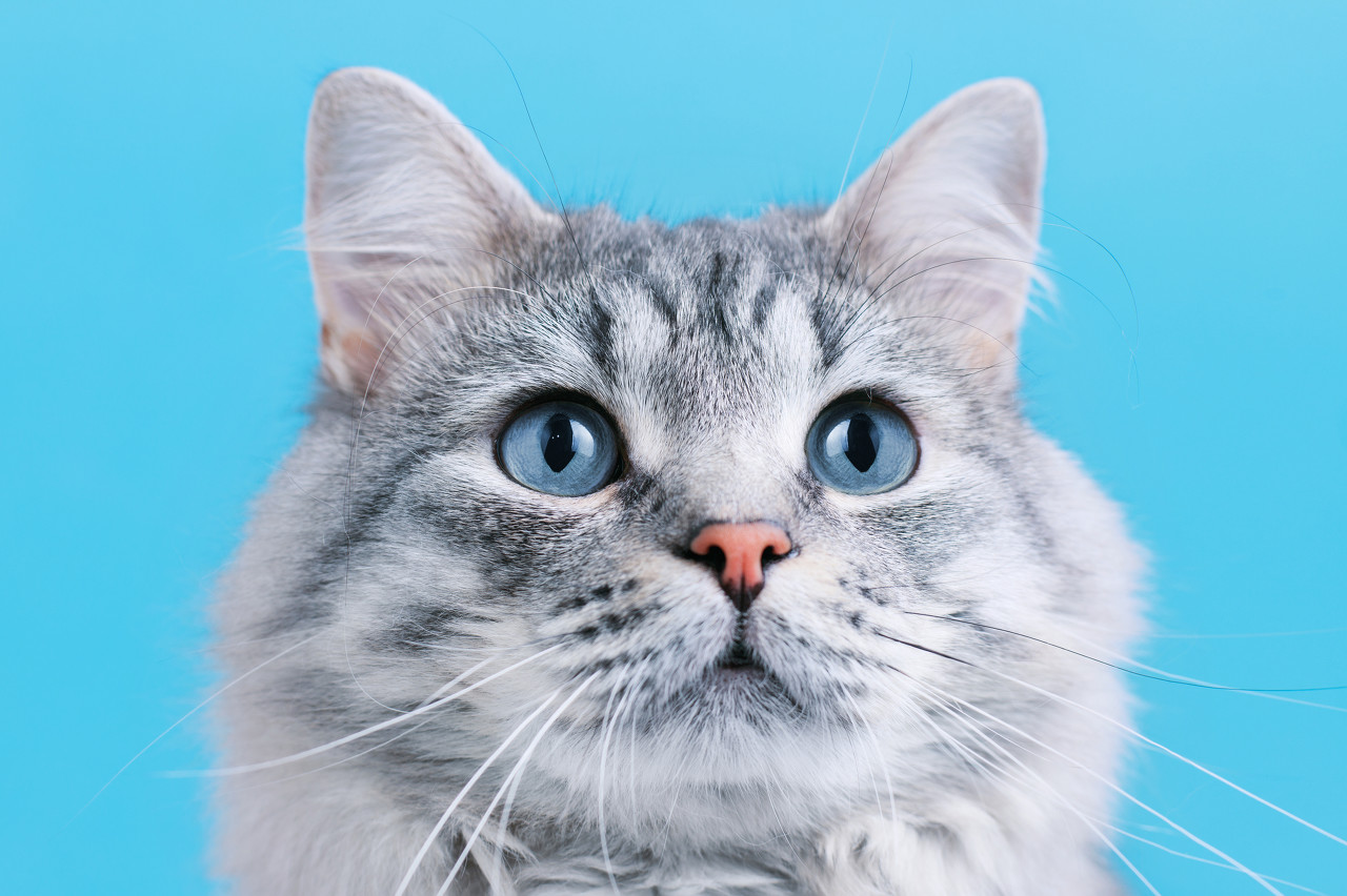 “猫粮致瘫”争议背后的品牌:弗列加特母公司年营收67.7亿,伯纳天纯资方有LVMH背景