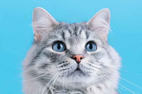 “猫粮致瘫”争议背后的品牌:弗列加特母公司年营收67.7亿,伯纳天纯资方有LVMH背景