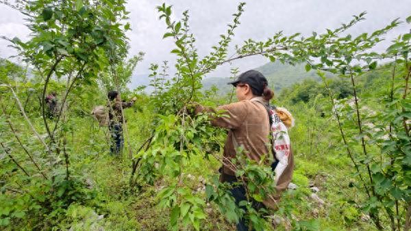 从一株连翘到一条产业链 以岭药业打造道地药材“涉县范本”