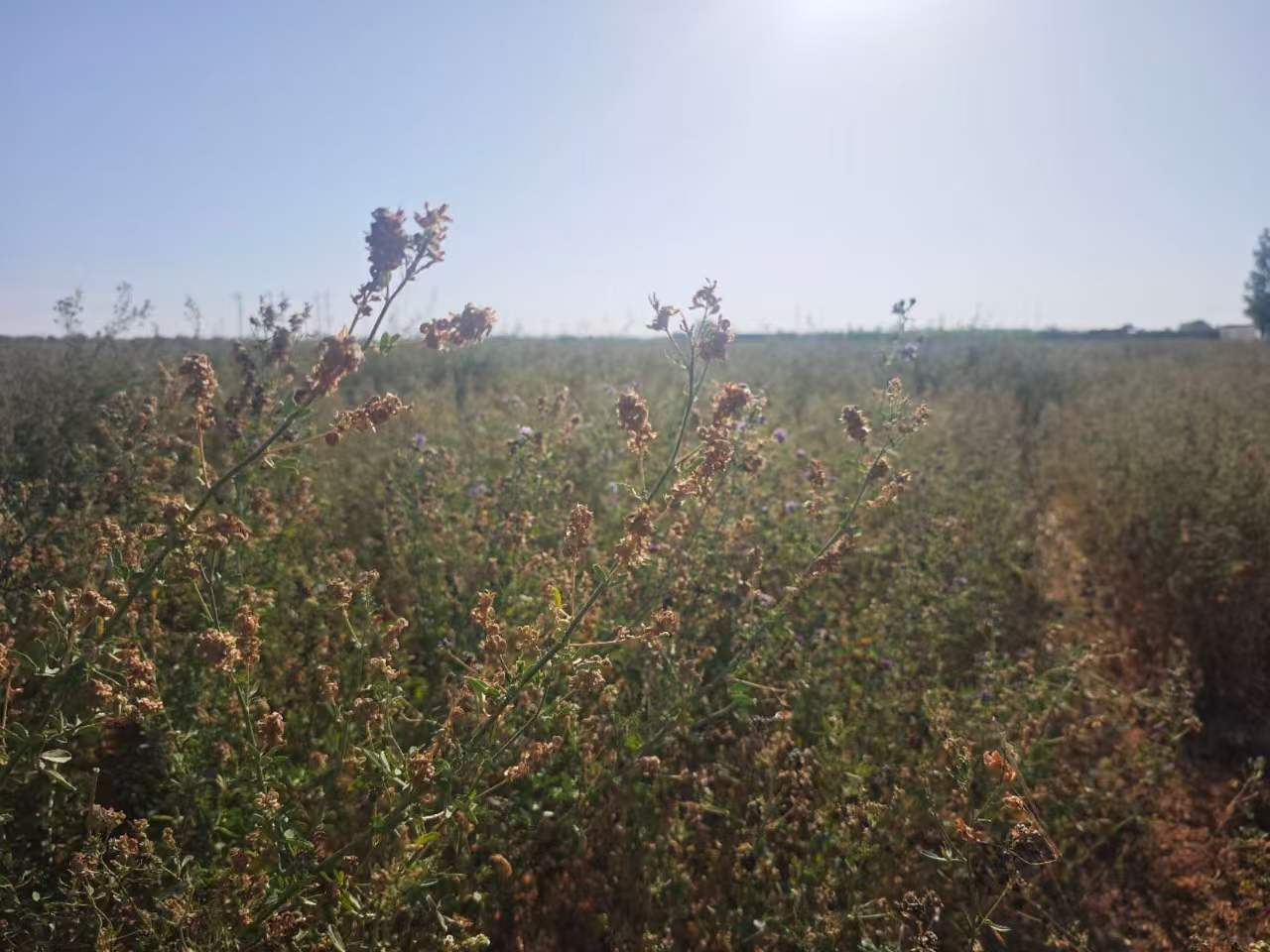 从实验室到制种田 蒙草生态繁育技术支撑良种扩繁