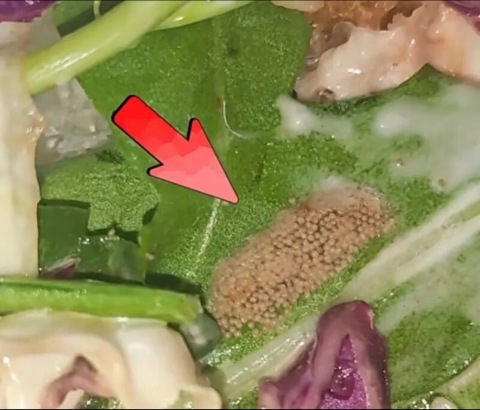 Wagas三明治疑似吃出虫卵,年轻人追捧的百元“轻食”真的健康吗?