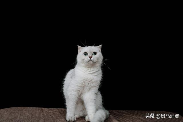 古东管家
