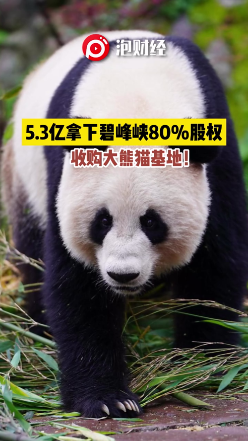 泡财经